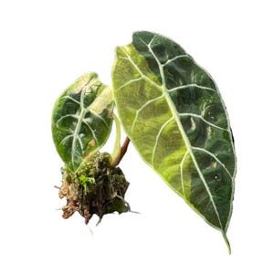 May include: An Alocasia Frydek variegated plant cutting with two heart-shaped leaves featuring dark green and lime green variegation, prominent white veins, and a root system encased in a small clump of damp sphagnum moss.
