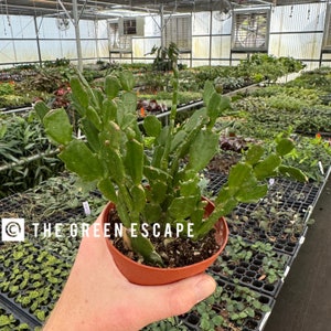 May include: A green Christmas cactus in a small brown pot. The plant has flat, segmented stems and is held in a person's hand. The text "THE GREEN ESCAPE" is printed on the lower left corner of the image. The background shows a greenhouse with other plants.