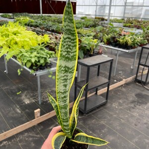 Puede incluir: Una planta de serpiente en maceta con hojas a rayas verdes y amarillas. La planta est&aacute; en una maceta verde peque&ntilde;a. El fondo muestra un invernadero con otras plantas.