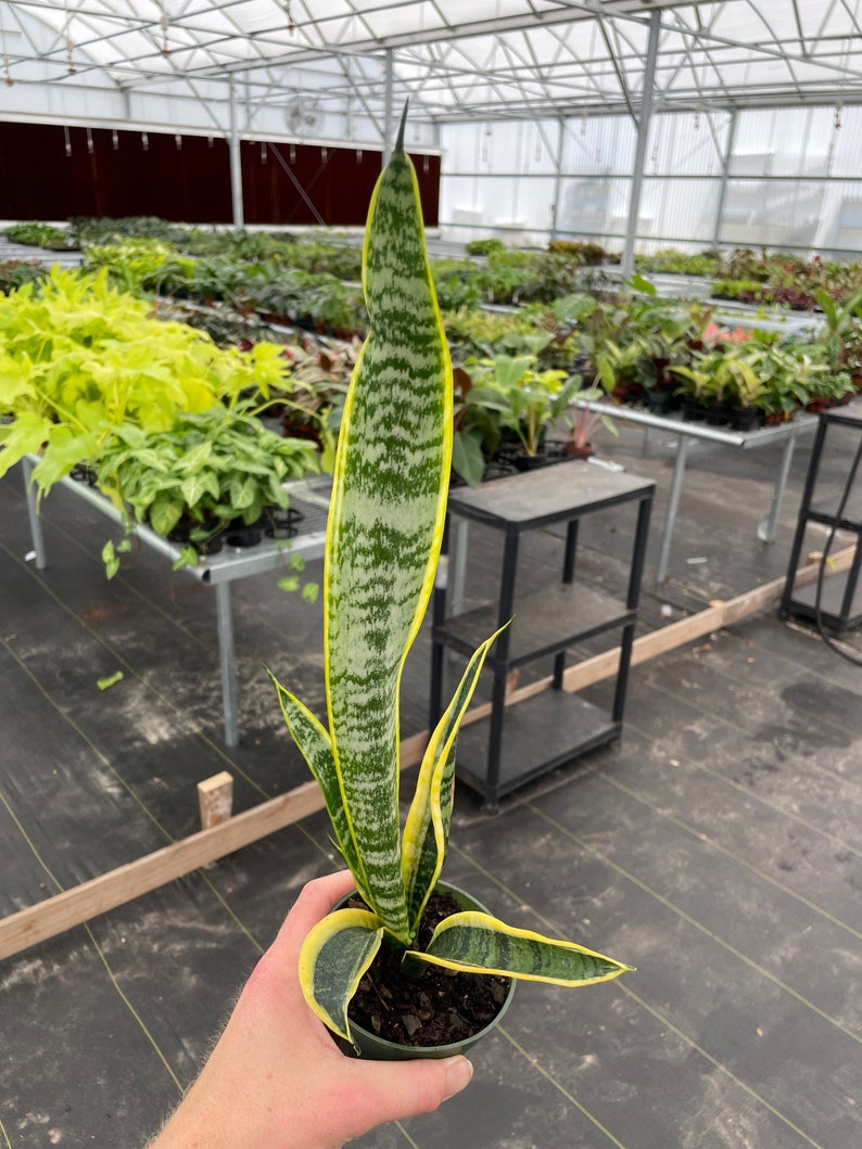 Puede incluir: Una planta de serpiente en maceta con hojas a rayas verdes y amarillas. La planta est&aacute; en una maceta verde peque&ntilde;a. El fondo muestra un invernadero con otras plantas.