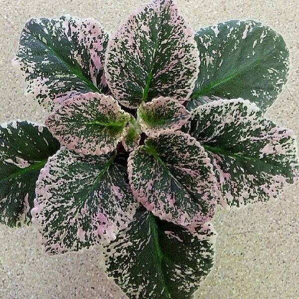 Whisper blue African violet starter plant (ALL Starter PLANTS require you to purchase 2 plants!)
