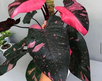Philodendron black cherry Pink Princess Starter Plant (ALL STARTER PLANTS require you to purchase 2 plants!)