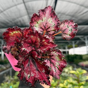 May include: A close-up of a begonia plant with large, textured leaves. The leaves are a vibrant mix of deep red, pink, and green, with dark edges. The plant is in a pink pot, and the background is a greenhouse setting.