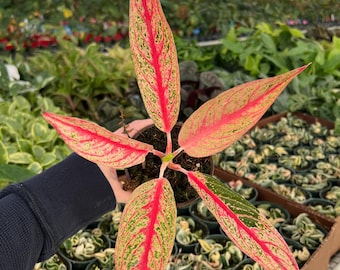 Aglaonema Red Legacy 4” pot (ALL PLANTS require you to purchase 2 plants!)