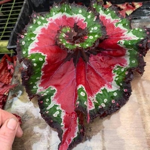 Harmonys Crazy love begonia Starter Plant (ALL STARTER PLANTS require you to purchase 2 plants!)