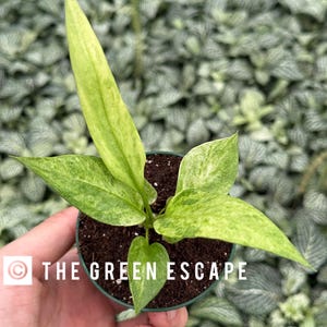 Variegated Anthurium vittarifolium 2” pot (ALL PLANTS require you to purchase 2 plants!)