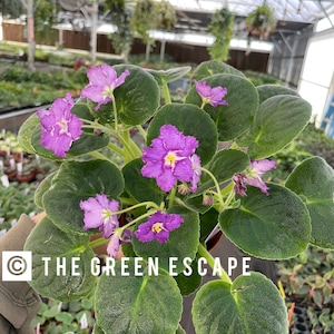 May include: An African violet plant with dark green, fuzzy, rounded leaves and multiple vibrant purple flowers featuring ruffled edges and yellow centers. The plant is labeled with the text THE GREEN ESCAPE in white capital letters.