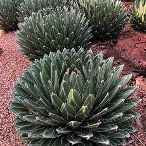Agave century plant “porcupine” Starter Plant (ALL STARTER PLANTS require you to purchase 2 plants!)