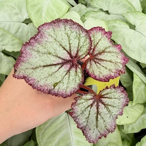 May include: A Rex begonia plant featuring heart-shaped leaves with a silvery-green center, dark green veining, and a distinct ruffled deep purple-red border. The plant has a small yellow plastic tag tucked near the base of the stems.