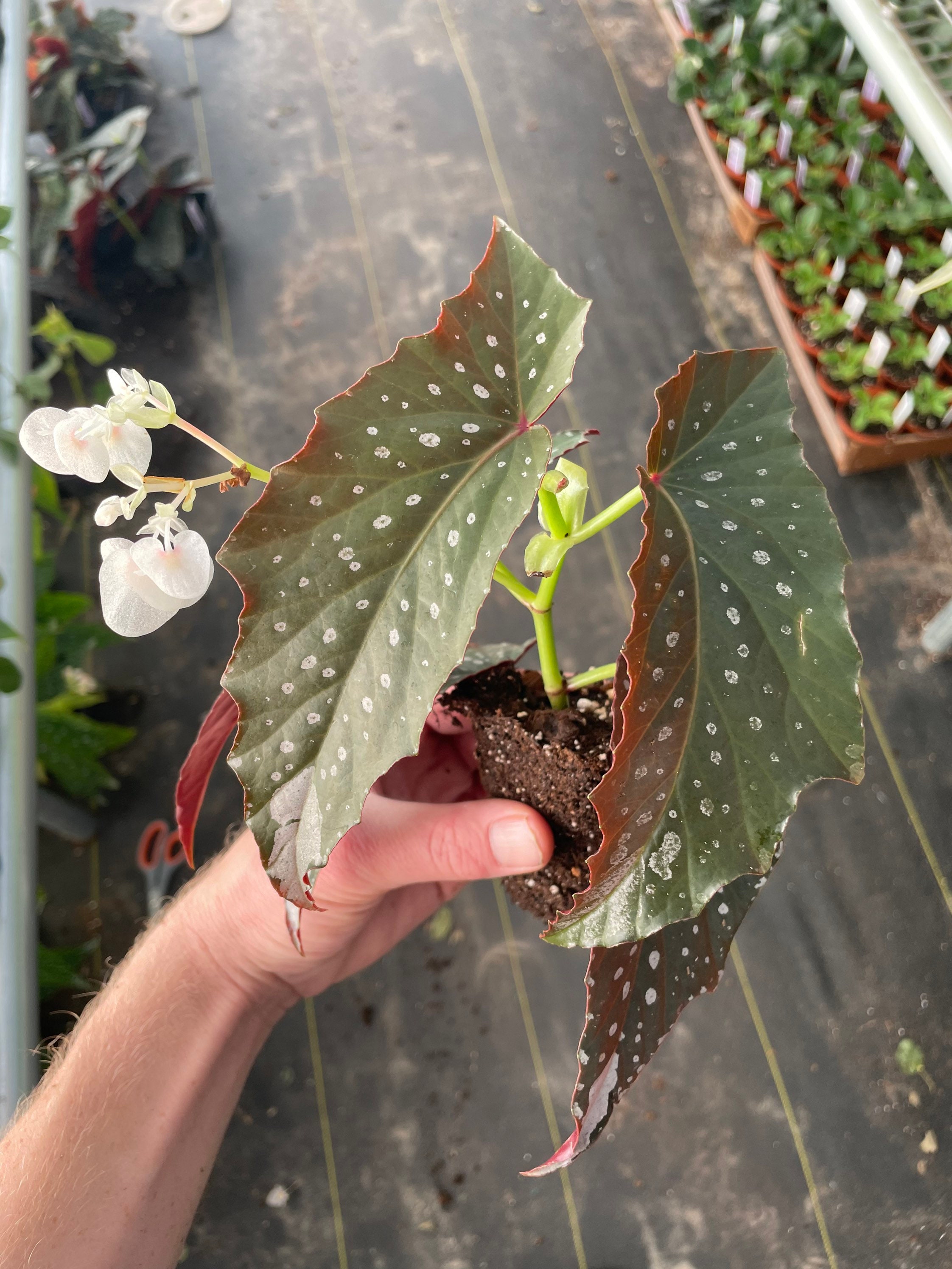 Harmonys silver fang  begonia starter plant (ALL STARTER PLANTS require you to purchase 2 plants!)