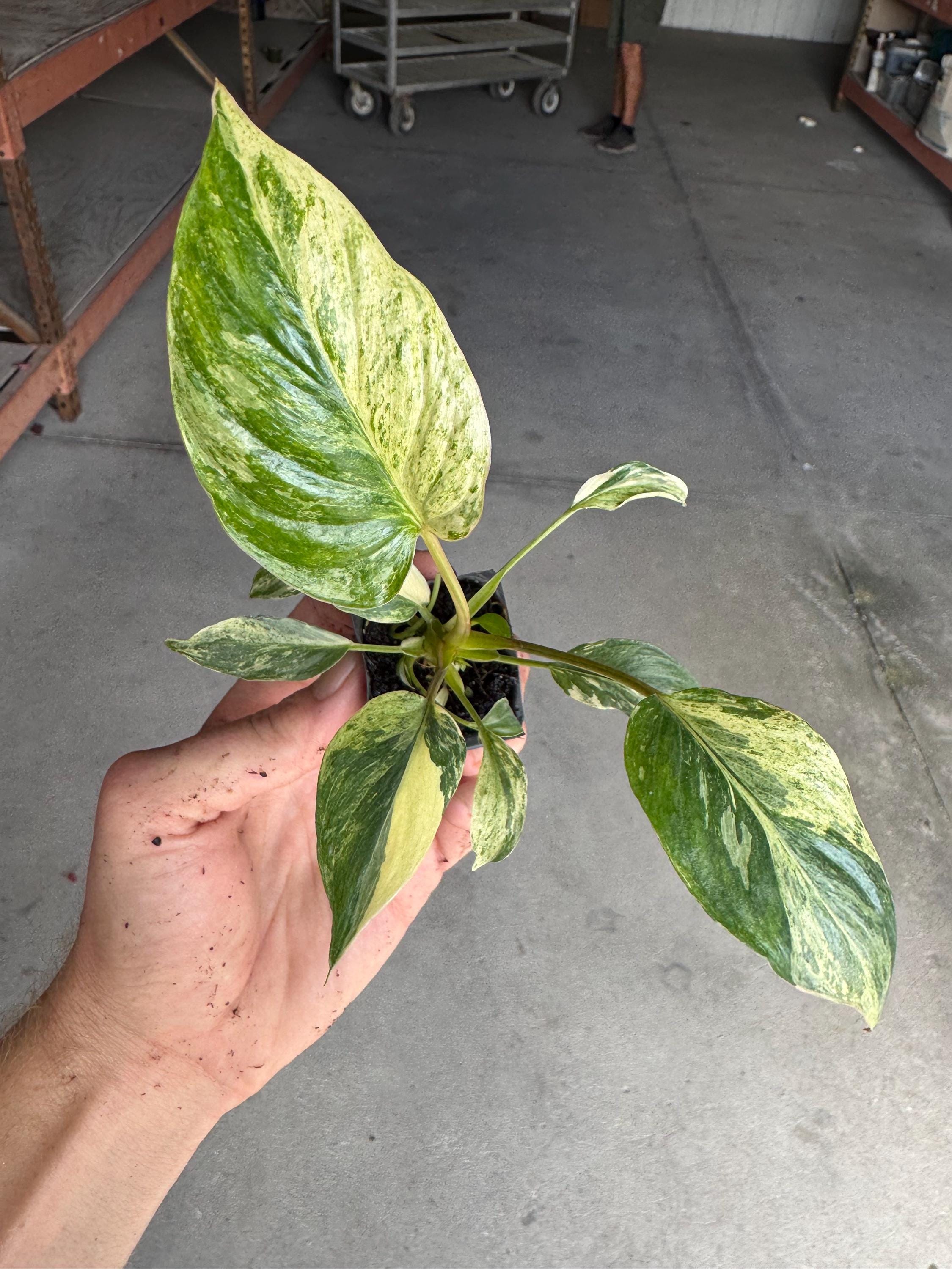 Homalomena Java Starter Plant (ALL STARTER PLANTS Require You to