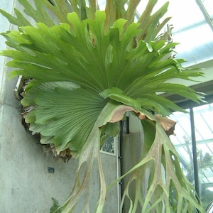 Platycerium Bifurcatum Netherlands Dutch Staghorn Fern Starter Plant ALL STARTER PLANTS require you to purchase 2 plants image 1