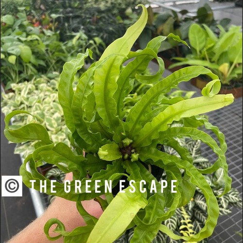 Asplenium antiquum 'Hurricane' Fern 4” pot (ALL PLANTS require you to purchase 2 plants!)