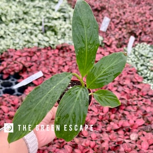 May include: A potted green plant with large, wet leaves is held over a bed of small, red plants. The plant has several long, oval-shaped leaves. The text "THE GREEN ESCAPE" is visible on the image.