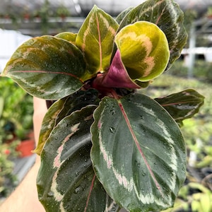 Princess Jessie Calathea - Etsy