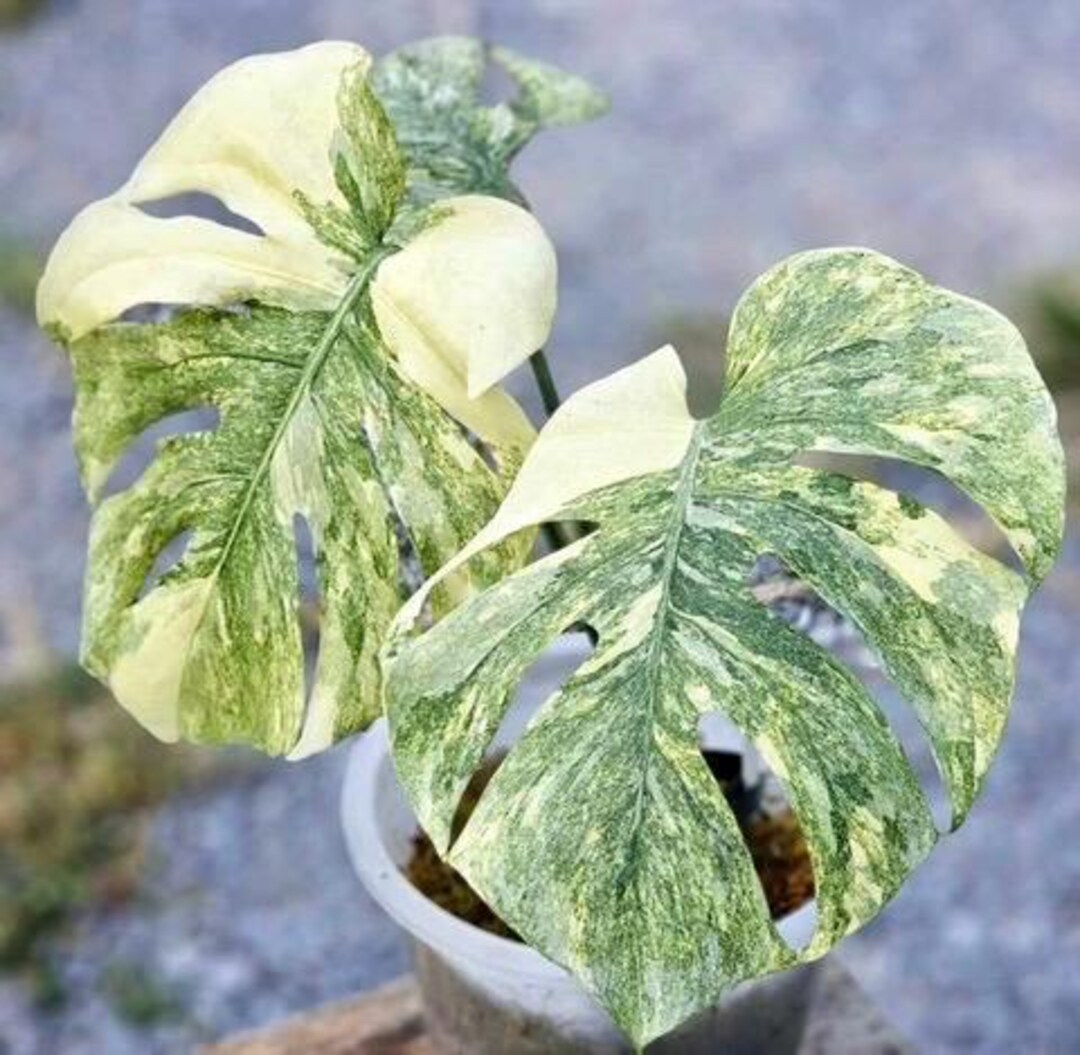 Monstera Green Snow Starter Plant ALL STARTER PLANTS Require You To Monstera Green Snow Starter Plant ALL STARTER PLANTS Require You To