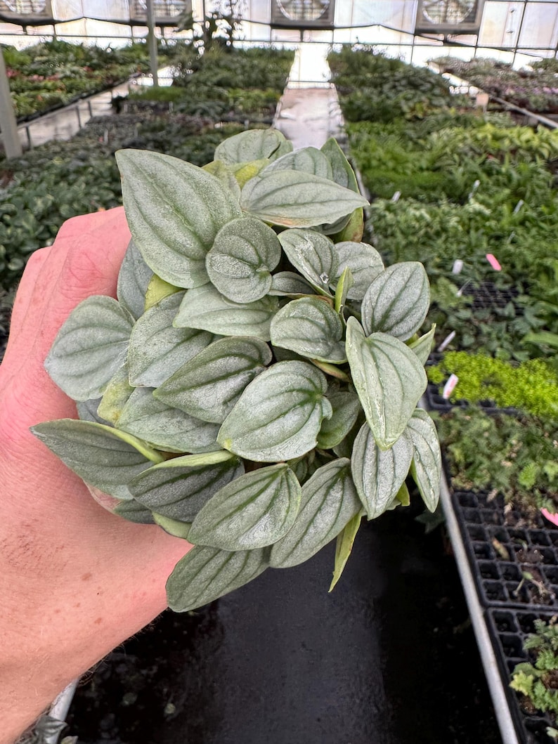 Peperomia Napoli Nights - Thumbnail 5