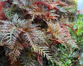 begonia bipinnatifida Starter Plant (ALL STARTER PLANTS require you to purchase 2 plants!)