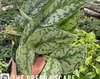 Scindapsus Sentarum - Etsy