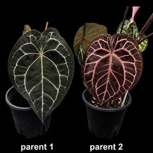 May include: Two potted plants with heart-shaped leaves. The left plant has dark green foliage with white veins, labeled parent 1. The right plant has dark reddish-brown foliage with pink veins, labeled parent 2. Both are in black plastic pots.