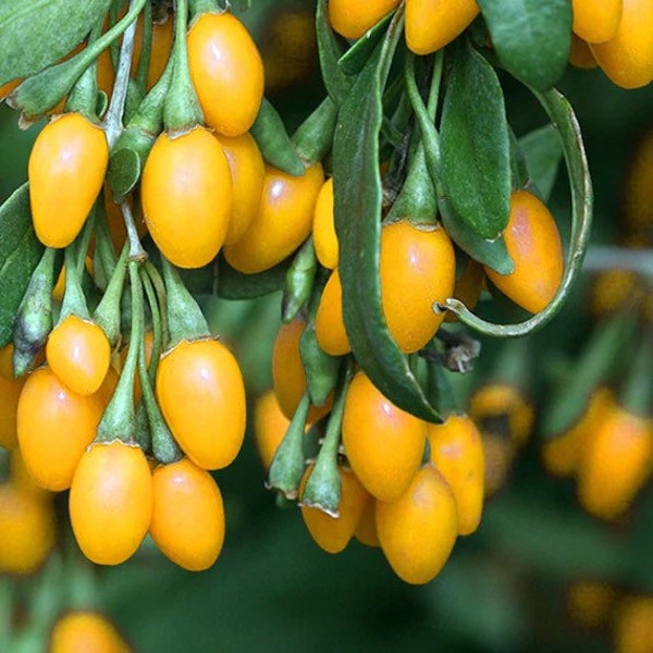 Golden goji berry Starter Plant (ALL STARTER PLANTS require you to purchase 2 plants!)