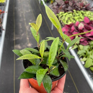 Hoya rosita 4” pot (ALL PLANTS require you to purchase 2 plants!)