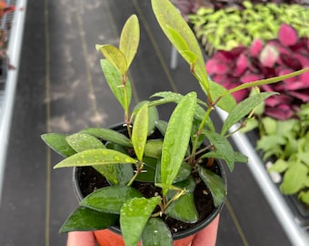 May include: A small potted plant with dark green, glossy leaves. The plant is in a brown plastic pot.