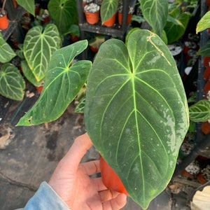 Anthurium Ace of Spades X Magnificum - Etsy