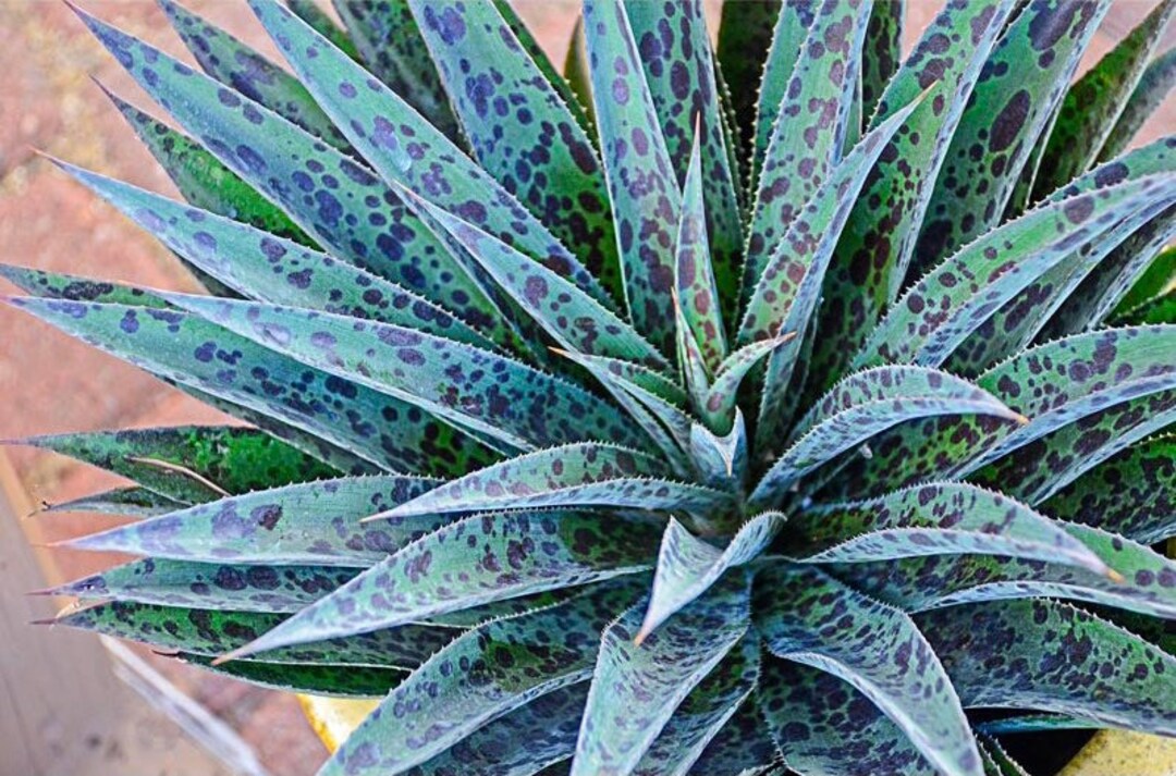 Mangave Pineapple Express Starter Plant ALL STARTER PLANTS Require You