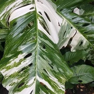 Variegated Monstera lechleriana Starter Plant (ALL STARTER PLANTS require you to purchase 2 plants!)