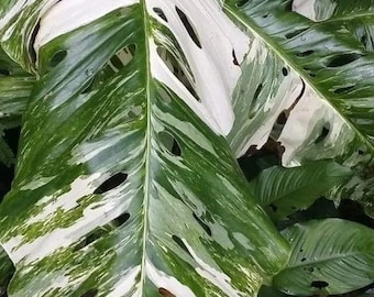 foto monstera Monstera 'Devil Monster' Nr 1