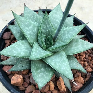 Gasteria gray ghost Starter Plant (ALL STARTER PLANTS require you to purchase 2 plants!)