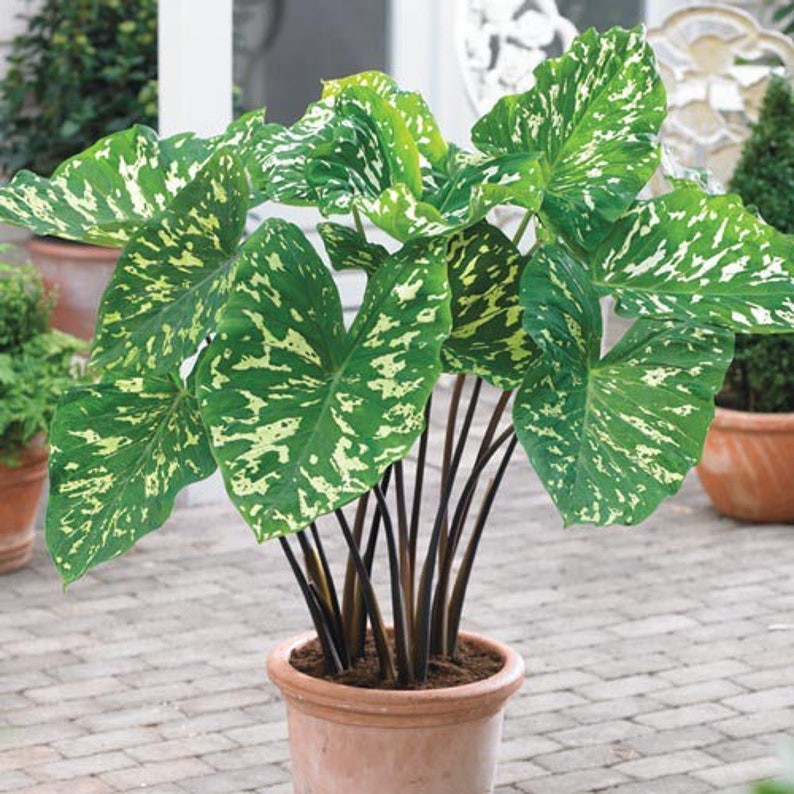 Alocasia Hilo beauty Starter Plant ALL STARTER PLANTS require you to purchase 2 plants image 1