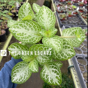 Green and silver episcia 4” pot (ALL PLANTS require you to purchase 2 plants!)