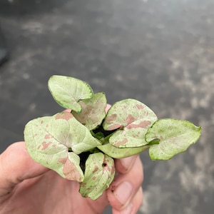 K&ouml;nnte beinhalten: Eine kleine Topfpflanze mit gr&uuml;nen und wei&szlig;en Bl&auml;ttern mit rosa Flecken. Die Pflanze wird in einer Hand gehalten.