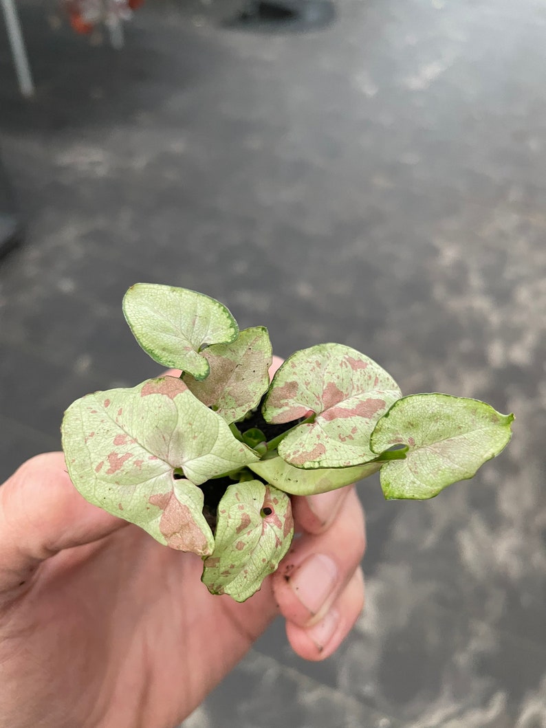 K&ouml;nnte beinhalten: Eine kleine Topfpflanze mit gr&uuml;nen und wei&szlig;en Bl&auml;ttern mit rosa Flecken. Die Pflanze wird in einer Hand gehalten.