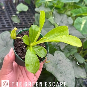 Nepenthes Alata (ALL PLANTS require you to purchase 2 plants!)