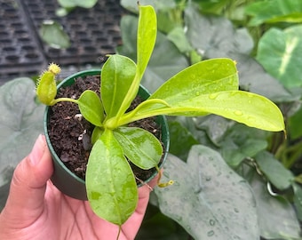 Nepenthes Alata 2”pot Growers Choice (ALL PLANTS Require You to