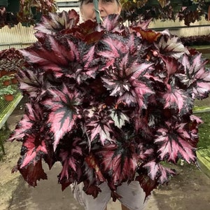 Harmonys Cherry bomb begonia Starter Plant (ALL STARTER PLANTS require you to purchase 2 plants!)