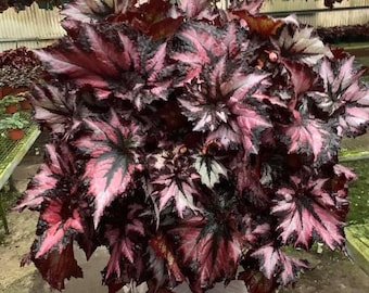 Harmonys Cherry bomb begonia Starter Plant (ALL STARTER PLANTS require you to purchase 2 plants!)