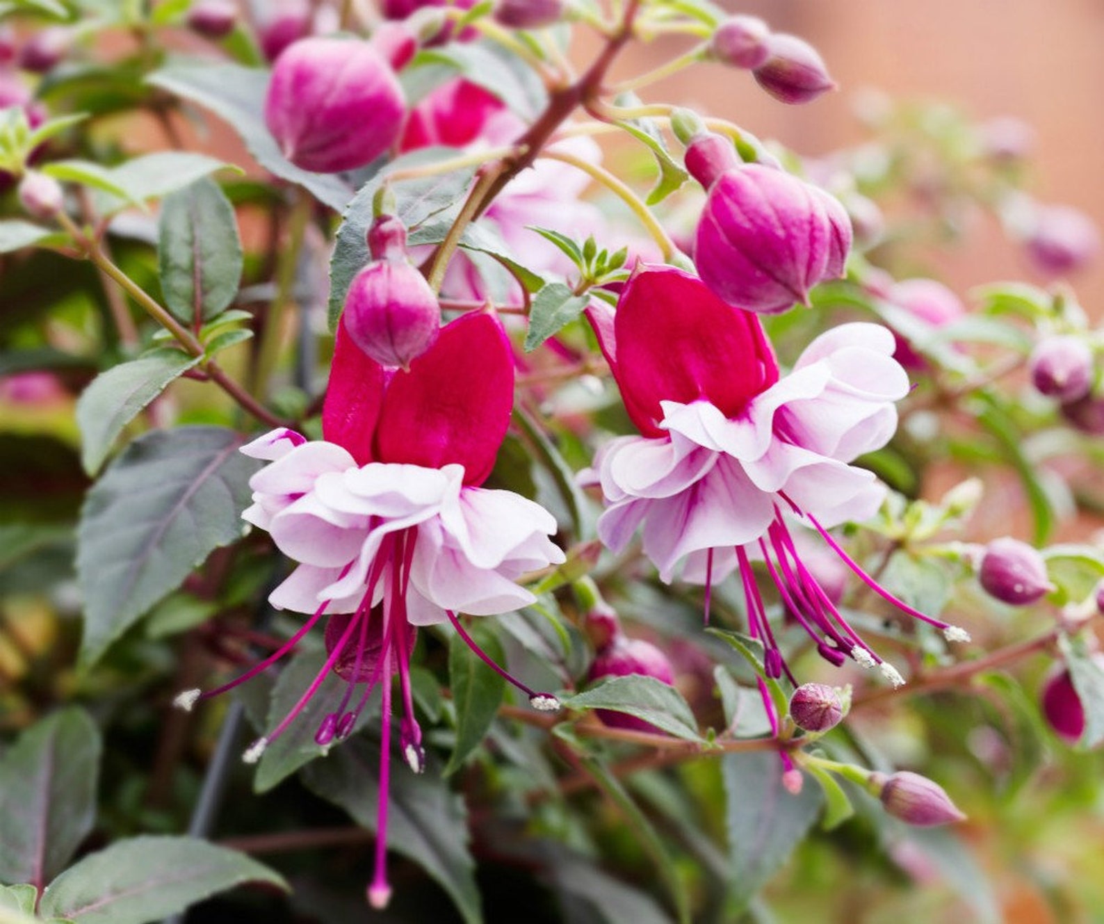 Bella Fuchsia Laura Starter Plant ALL STARTER PLANTS Require - Etsy