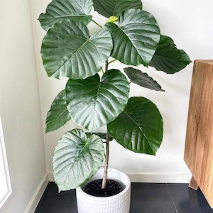 May include: A large green leafy houseplant in a white textured pot. The plant has large, dark green leaves with prominent veins.