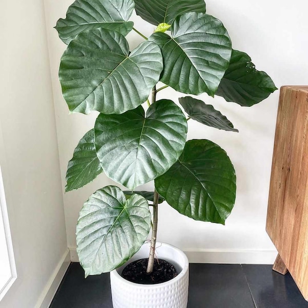 Planta joven de Ficus umbellata (¡PARA TODAS LAS PLANTAS JUNTAS ES NECESARIO COMPRAR 2 plantas!)