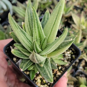 Gasteria green ice Starter Plant (ALL STARTER PLANTS require you to purchase 2 plants!)