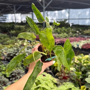 May include: A potted plant with vibrant green leaves, speckled with lighter green variegation. The plant is held in a small brown pot, showcasing its unique leaf patterns and textures. The background is a blurred view of a greenhouse setting.