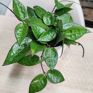 May include: A potted Hoya plant with vibrant green, textured leaves. The leaves have a glossy sheen and a prominent veined pattern. The plant is in a white pot, and the background is a light-colored wooden surface.