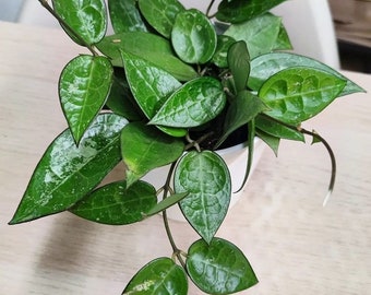 Plante de démarrage Hoya black margin (TOUTES LES PLANTES DE DÉMARRAGE nécessitent l'achat de 2 plantes !)