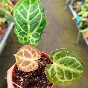 May include: Close-up of an Anthurium plant with three heart-shaped leaves in a small brown pot. The leaves are green and brown with prominent veining. The plant is in a greenhouse setting.