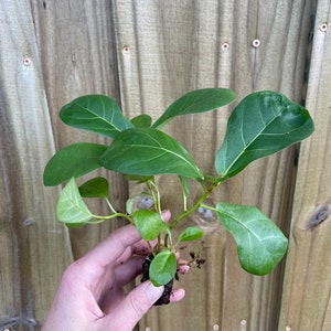 May include: A small green plant with large leaves, held in a hand. The plant is rooted in soil and has a few stems.