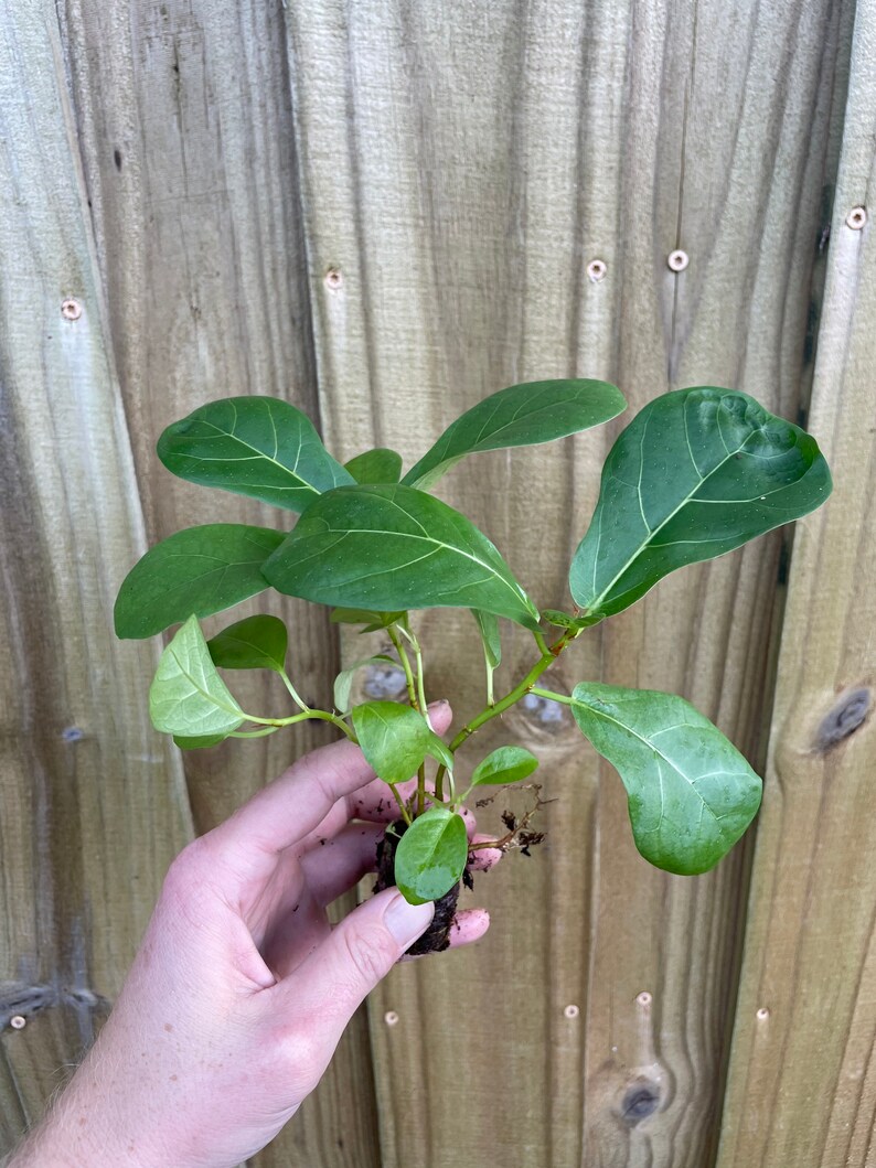 May include: A small green plant with large leaves, held in a hand. The plant is rooted in soil and has a few stems.